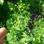 Flowering Parsley?