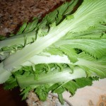 Chinese Cabbage