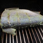 sheefish on the grill