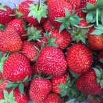 fresh picked strawberries