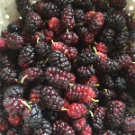 fresh picked mulberries