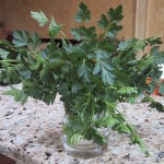 Cleaning & Storing Herbs