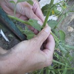 Tie and Sucker Tomato Plants