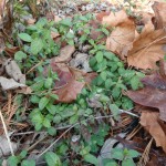 Winter Herbs