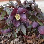 The Lenten Rose