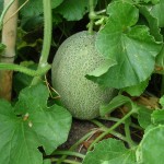 Cantaloupe?