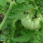 The Tomato Hornworm is back!